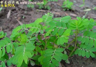 【中医诊疗网】:珍珠草