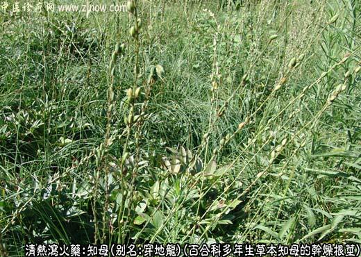 知母图片
