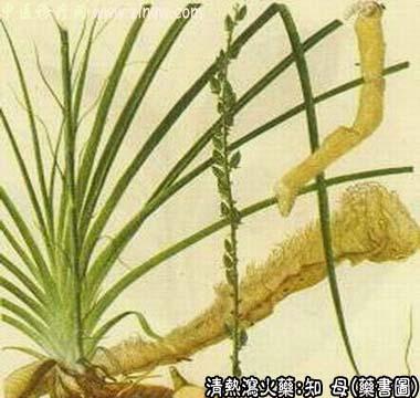 知母的中药书图
