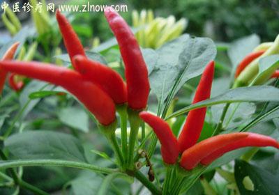 【中医诊疗网】:指天椒