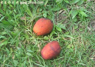 【中医诊疗网】:猪仔笼