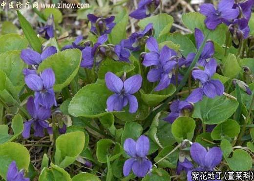 【中医诊疗网】:紫花地丁