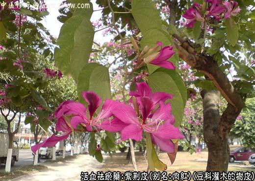 【中医诊疗网】：紫荆皮