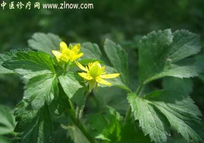 【中医诊疗网】:自扣草