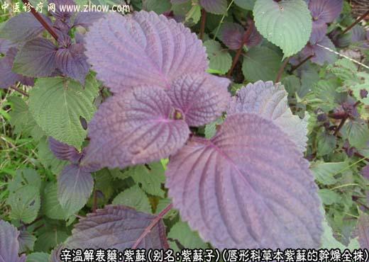 紫苏图片