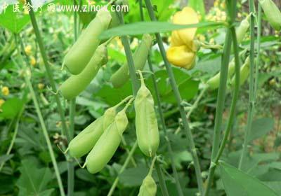 【中医诊疗网】:自消蓉