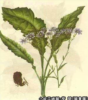 紫菀的中药书图
