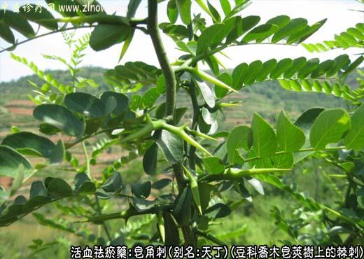 皂角刺图片